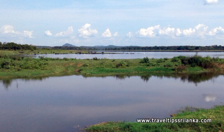 Habarana fully equipped to be our tourism focus - Minneriya National Park