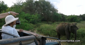Minneriya Safari
