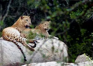 yala national park leopards - Yala National Park to be closed