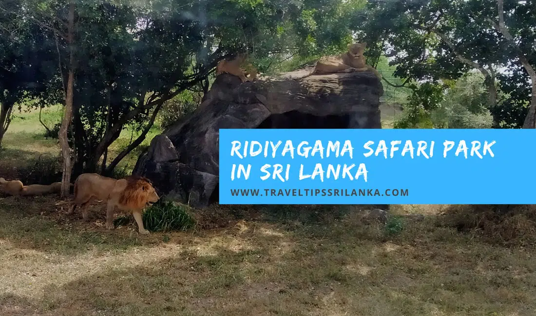 ridiyagama safari park ticket price local