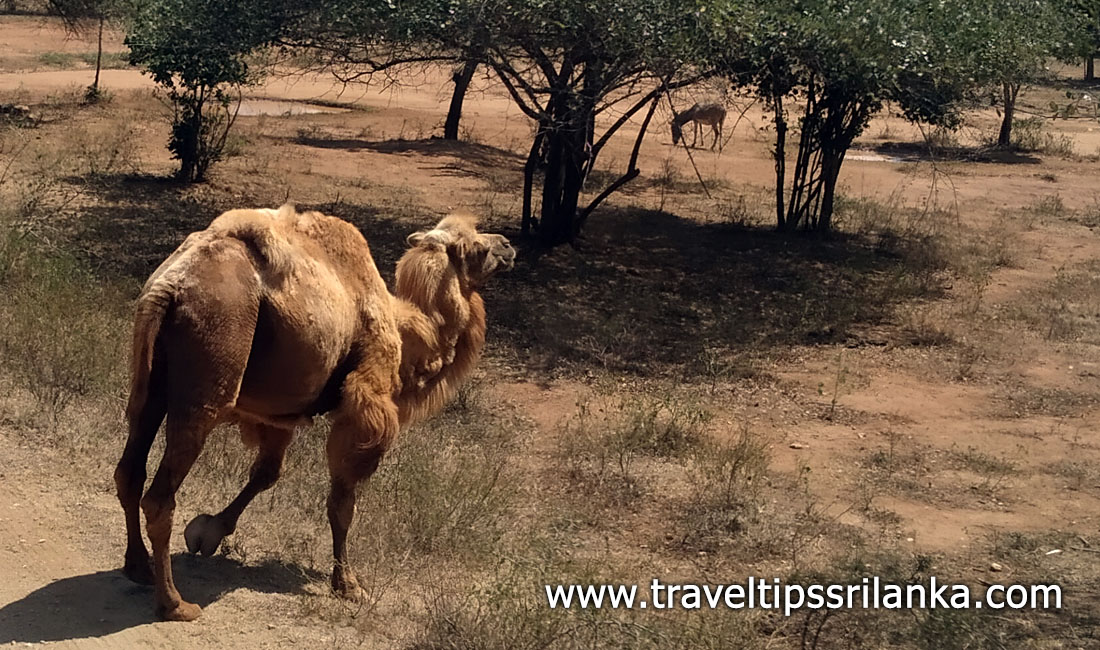 Ridiyagama Safari Park Animals | Hambantota Ridiyagama Open Zoo