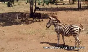 Ridiyagama Safari Park Ticket Price