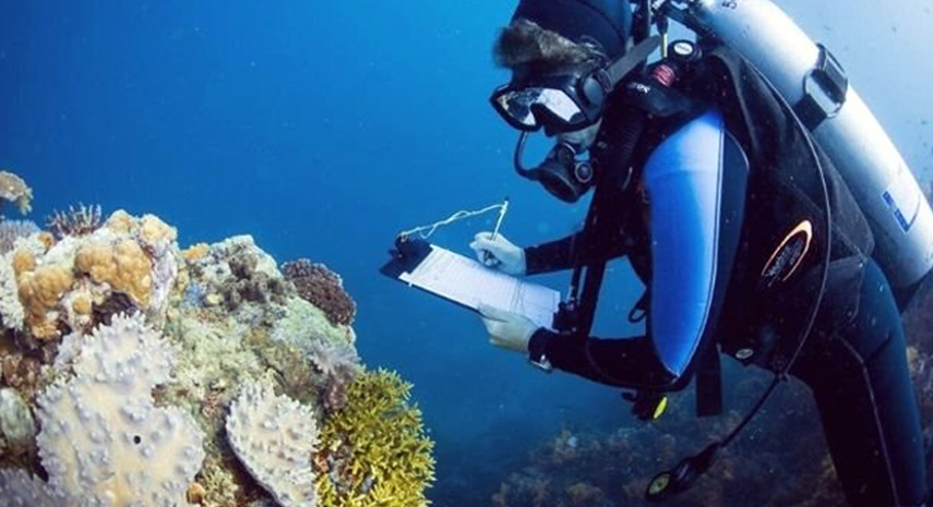 Coral Reefs are breathing in the Southern Sea