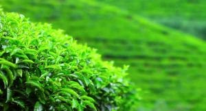 Sri Lankas tea industry