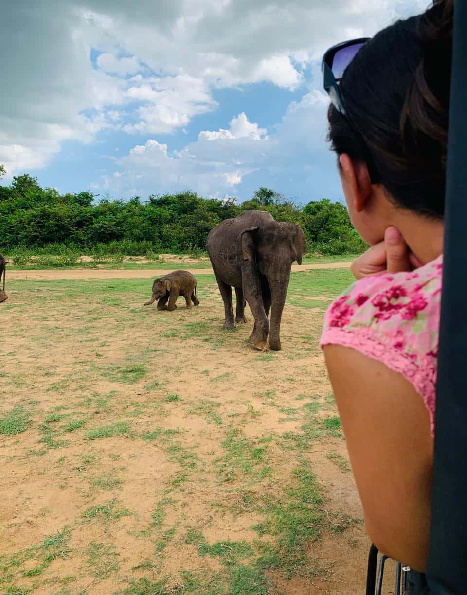 Wild Safari - Udawalawe National Park Safari Tours